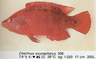 Cheilinus oxycephalus